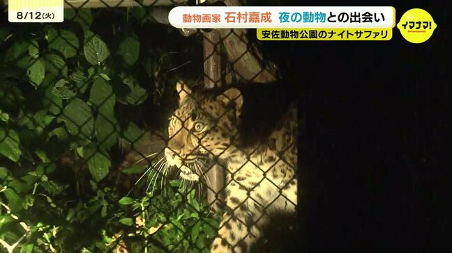 「飛び出してくるような臨場感を感じられる」安佐動物公園で開催中のナイトサファリ　動物画家のの石村嘉成さんも体験「キャンバスに描いた時と違う迫力」|TBS NEWS DIG