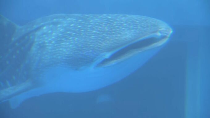 人気の“ジンベエザメ”が再び! 地震から9ヵ月ぶり のとじま水族館で展示再開|TBS NEWS DIG