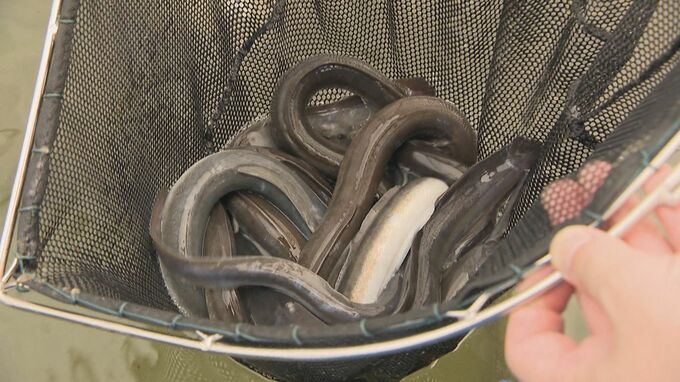 うなぎが｢安く美味しくなる｣ヒミツは“下呂の温泉水” 岐阜の山奥で始まった陸上養殖 見据える将来は…過疎の街の“三方よし”　|　名古屋・愛知・岐阜・三重のニュース【CBC news】 | CBC web