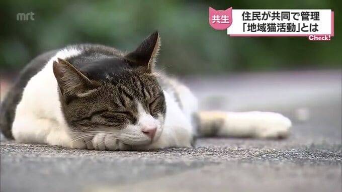「野良猫ではありません」人と猫がともに暮らせるまちに　宮崎市の「地域猫」活動とは　|　MRTニュース ｜ ＭＲＴ宮崎放送