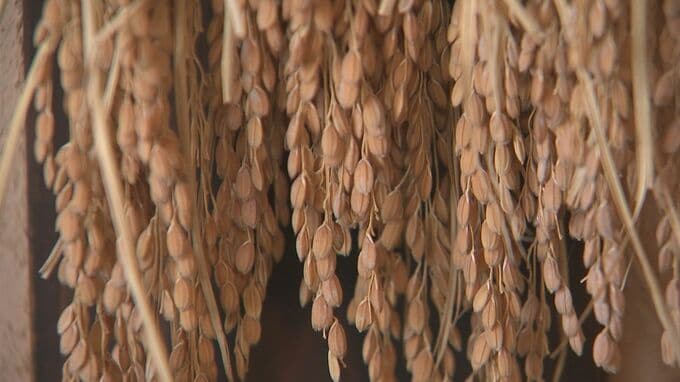 コメ高騰…酒米は仕入れ7割上昇か　日本酒発祥の地「島根県」が窮地「企業努力でなんとかの数字はとっくに超えた」酒造組合が支援要望　|　BSSニュース | BSS山陰放送