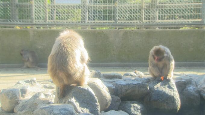 公園で飼育するサルの数を減らすよう市議会で発言する見返りに現金100万円を受け取る…現職市議が逮捕された受託収賄事件　指定管理事業体から脱退へ|TBS NEWS DIG