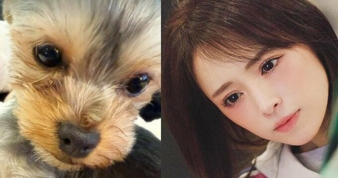 【 浜崎あゆみ 】　愛犬「グミ」が手術　「無事終わり、つい先ほど麻酔から目覚めたそうです」「まだ生まれて9ヶ月の小さい身体で長時間、頑張ってくれて有難う」|TBS NEWS DIG