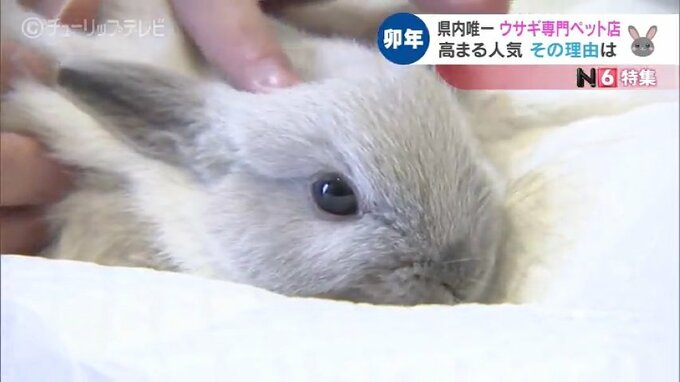 ピョンピョン飛躍の一年に…開運！富山のうさぎスポットめぐり　|　富山のニュース｜天気・防災｜チューリップテレビ