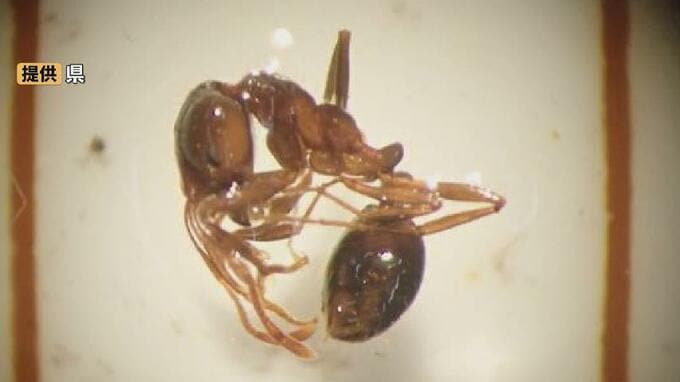 一時 “1000匹のヒアリ”…伏木富山港での最新調査では確認されず　環境省は今後1か月監視続ける　富山・射水市　|　富山のニュース｜天気・防災｜チューリップテレビ