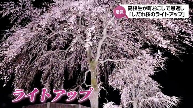 観光客を呼び込め！高校生がまちおこし　五ヶ瀬町のしだれ桜をライトアップ|TBS NEWS DIG