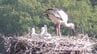 まんのう町で誕生したコウノトリの3羽のヒナ　親鳥からエサをもらう元気な姿【香川】　|　岡山・香川のニュース | 天気 | RSK山陽放送