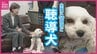 「不安が解消され、時計を外してのびのび寝てます」　音に気付いて知らせてくれる”聴導犬”　広島県内で初の実働　|　RCC NEWS | 広島ニュース | RCC中国放送