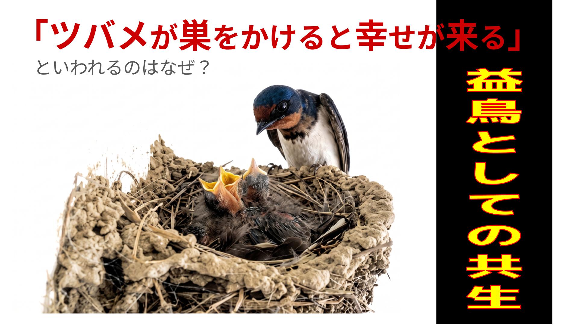 う*み様 ツバメの巣 ツバメが巣をかけると幸せが来るといわれるのはなぜ？ | 長崎の