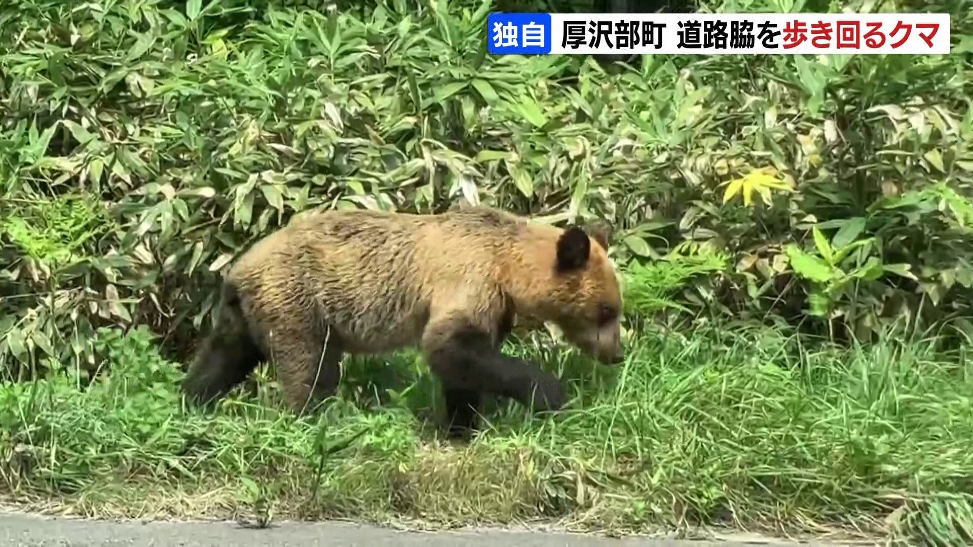 道路脇を歩き回るクマが撮影される…国道227号北海道厚沢部町 一方