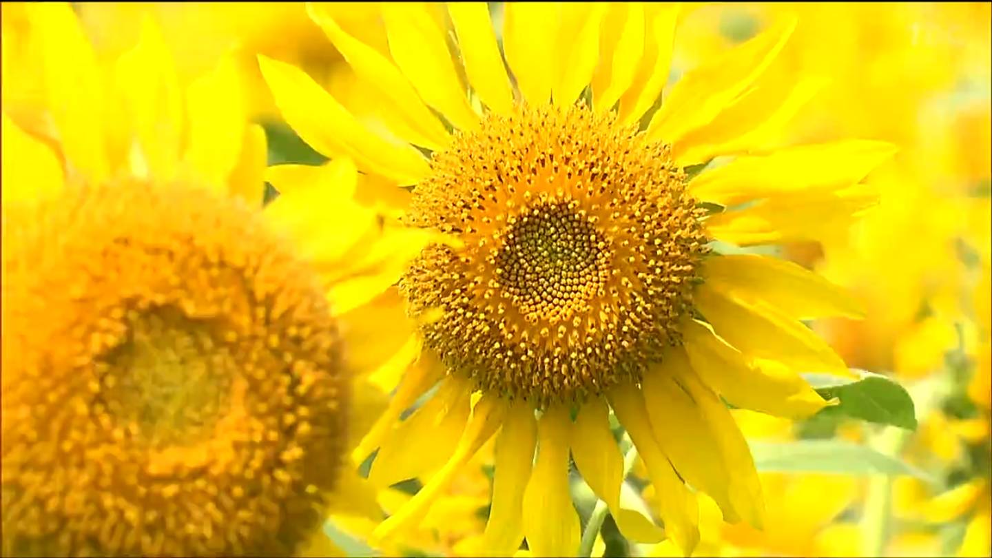 長雨の影響で開花遅れるも満開に100万本のヒマワリが見ごろを迎え