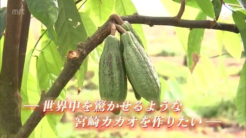 世界中を驚かせるような宮崎カカオを作りたい」 県庁を退職しカカオ