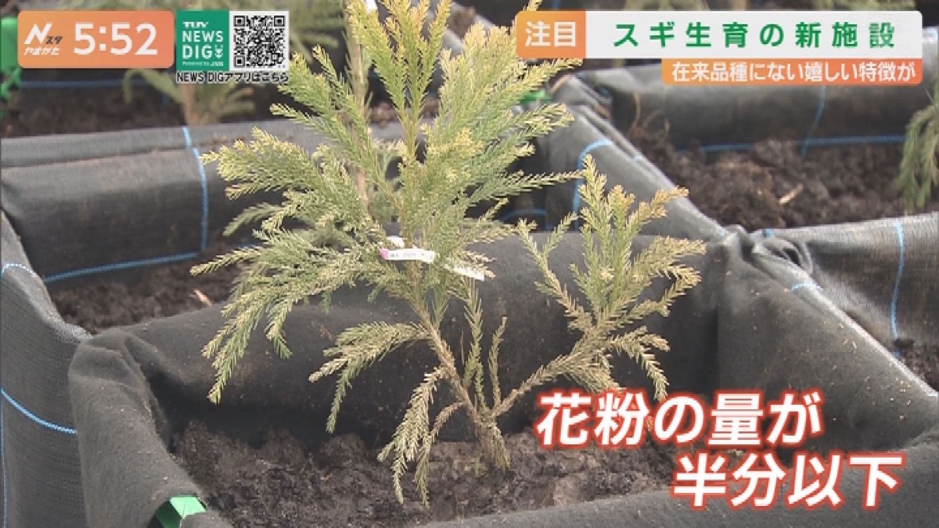 花粉の少ないスギの増産を！ 寒河江市に県内初の閉鎖型採取園が完成