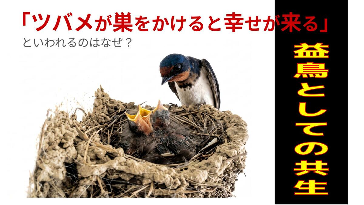 ツバメが巣をかけると幸せが来るといわれるのはなぜ？ | TBS NEWS DIG