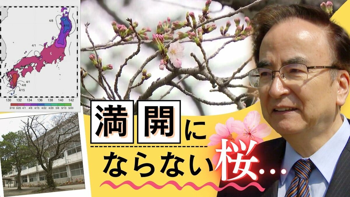 桜前線異常アリ開花が遅れ満開にならないところも…温暖化の影響より顕著に | TBS NEWS DIG