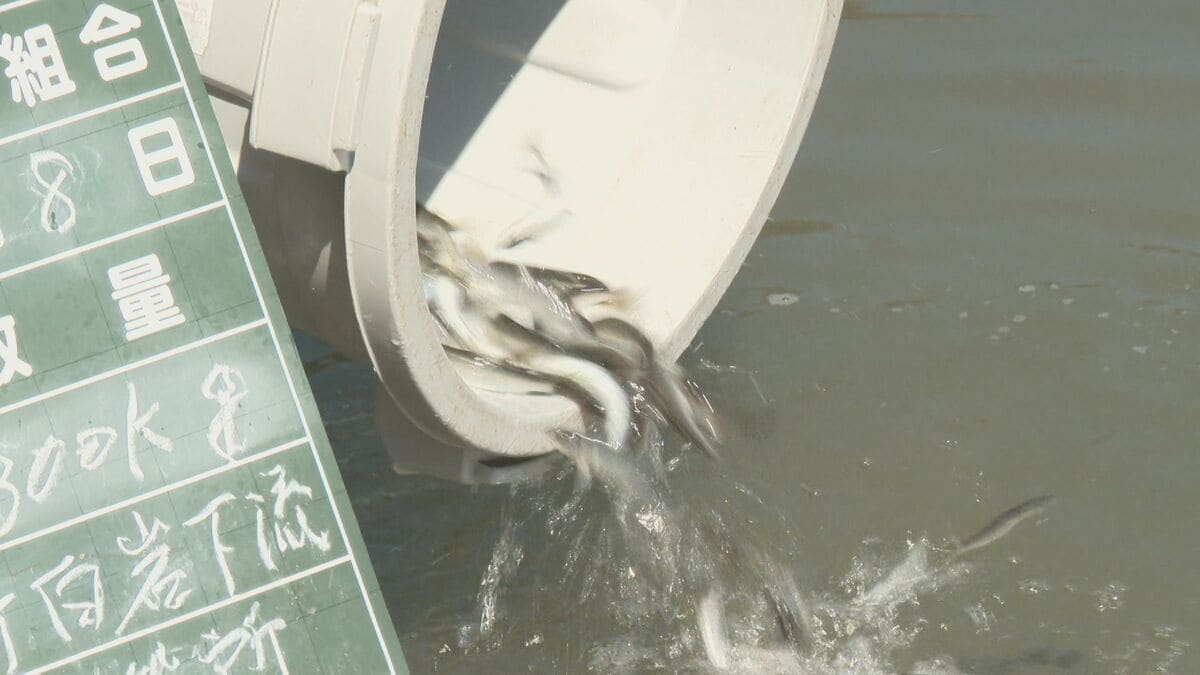 駅館川で稚アユ3万匹放流　大分