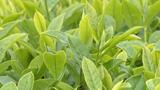 県内有数の茶葉生産地で「一番茶」摘み取り 香りの良さで知られる「インザツ」|TBS NEWS DIG