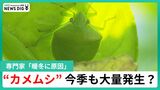 なぜ？再び大量発生のカメムシ「安心できる状況ではない」理由は“暖冬”…専門家らが注意を呼びかけ　|　石川県のニュース｜MRO北陸放送