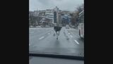 飼育場からダチョウが脱走、街中を歩き回る　韓国・城南|TBS NEWS DIG