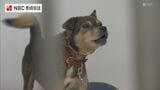 動物の命の大切さを学ぶ　長崎市動物愛護管理センターで初のバックヤードツアー　|　長崎のニュース | 天気 | NBC長崎放送