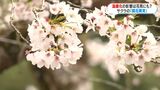 花見の風景がなくなる！？　ソメイヨシノ『開花異常』寒さ不足で正常に咲かず　地球温暖化影響|TBS NEWS DIG