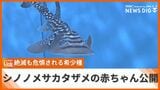 絶滅が危惧される希少なエイ 「シノノメサカタザメ」の赤ちゃんを公開 定置網にかかった母体から誕生 | 沖縄のニュース|RBC 琉球放送