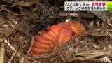 リンゴ園に生息する“農地の守り神”などの「小動物」を観察　カブトムシの幼虫も採集で児童は大興奮「サナギゲットだぜ！」　|　青森のニュース│ATV NEWS│青森テレビ