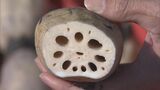 「伊勢っ子れんこん」最盛期 シャキシャキと食感良く 夏の高温でサイズは小ぶり|TBS NEWS DIG