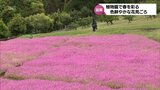 鮮やかなピンクのじゅうたんのような風景 延岡植物園で「シレネ」の花が咲き誇る|TBS NEWS DIG