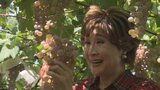 小林幸子さんが「さっちゃん葡萄園」で甲州ブドウを収穫　11月にはワインに　山梨・甲州市|TBS NEWS DIG