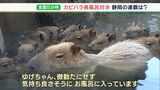 「微動だにせず気持ちよさそう」優勝争いは1時間超え…カピバラ長風呂対決　“静岡県勢”連覇なったか？|TBS NEWS DIG