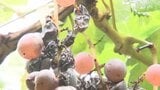 「さらに広がるのが怖い」ブドウが腐る病気 長雨の影響でブドウ農家は苦悩 200㎏被害の農家も 山梨|TBS NEWS DIG