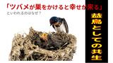 ツバメが巣をかけると幸せが来るといわれるのはなぜ？|TBS NEWS DIG