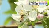 減少する農家の“救世主” リンゴ生産支える「マメコバチ」の感謝祭 増加に期待も楽観視できず|TBS NEWS DIG
