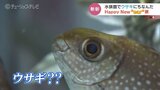 新年祝う「なんとも耳寄り?」な仲間たち 魚津水族館のユニークな展示 富山・魚津市 | 富山のニュース|天気・防災|チューリップテレビ