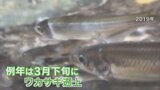 「どうなるか影響が心配」　ワカサギの遡上が見られず　地元漁協は不安　山梨・河口湖|TBS NEWS DIG