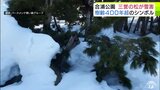 樹齢400年超のシンボル約10本が“豪雪”で被害… 管理者も「これほどの被害はない」 青森県青森市合浦公園 | 青森のニュース│ATV NEWS│青森テレビ