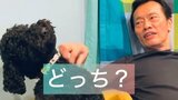 【いぬ】遠藤憲一さん 愛犬「クロミちゃん」の胸元なでて “嬉しい?イヤ?どっち?” 愛して欲しい思いにフォロワー応援「気持ちいいからされるがまま」|TBS NEWS DIG