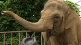 消えゆく人気動物 ゾウの高齢化に直面する動物園 繁殖の難しさや海外からの導入も壁=静岡市 | 静岡のニュース | SBSNEWS | 静岡放送