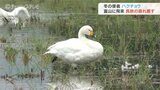 冬の使者ハクチョウが飛来 長旅の疲れ癒やす 富山 | 富山のニュース|天気・防災|チューリップテレビ