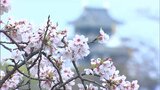 岡山・香川で咲き誇ったサクラたちが残してくれたもの エリアの季節は また一歩進んで初夏へ|TBS NEWS DIG