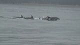 宮島沖でイルカの群れ(約10頭)を発見！　厳島神社の大鳥居やフェリーの近くを悠々と　海上保安部の職員が船から見つける　広島　|　RCC NEWS | 広島ニュース | RCC中国放送