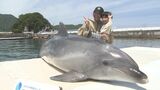 ゴールデンウィークおすすめスポット 「つくみイルカ島」 大分 | 大分のニュース|OBS NEWS|大分放送