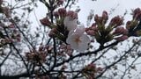 【速報】山形市の桜の名所・霞城公園でサクラが開花　春ですね！|TBS NEWS DIG