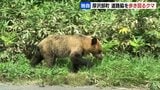 道路脇を歩き回るクマが撮影される…国道227号北海道厚沢部町 一方、江差町ではクマにスイカ15個が食い荒らされる食害も | 北海道のニュース|HBC北海道放送