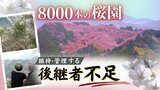 ミカン畑から生まれ変わった桜園　８０００本の桜が咲き誇るも　維持・管理する後継者は不在　|　福岡のニュース｜RKB NEWS｜RKB毎日放送
