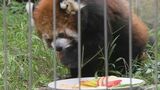人間で言えば80歳以上のレッサーパンダにリンゴの盛り合わせをプレゼント 各地で敬老の日のイベント【岡山】|TBS NEWS DIG