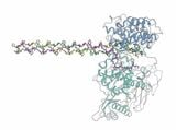 病原細菌がコラーゲンを壊すしくみを発見！「移植再生医療」や「新薬開発」への応用に期待【岡山大学】|TBS NEWS DIG