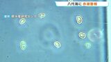 【赤潮警報】水俣市で警報発表基準の2倍近い数値　天草市でも大量の貝が死ぬ　熊本・八代海　|　熊本のニュース｜RKK NEWS｜RKK熊本放送