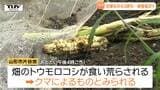 クリにモモ、トウモロコシも...県内でクマによる食害相次ぐ クマ目撃件数は去年の約3倍に(山形) | 山形のニュース│TUYテレビユー山形